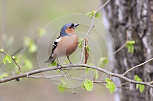 Retrato observación de aves de pinzón en Bosque Rodeado de acuerdo a joven 