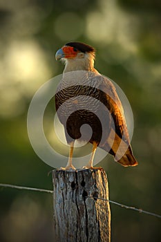 Portrait of birds of prey Caracara plancus, Southern Caracara, sitting in the grass, Pantanal, Brazil photo