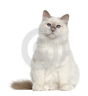 Portrait of Birman cat, 6 months old, sitting