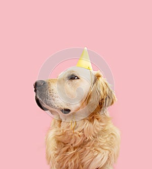 Portrait Birthday, carnival or anniversary golden retriever puppy dog wearing a yellow party hat. Isolated on pink pastel