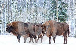Portrait of bisons buffalo against amazing winter forest background with snow covered trees
