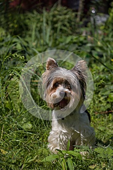 Portrait of biver yorkshire terrier dog. Pretty small dog.