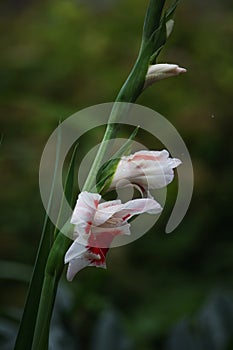 Portrait of \'Bizar\' gladiolus from side angle photo