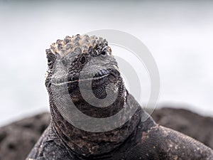 Portrait of the bizarre Marine Iguana, Amblyrhynchus cristatus hassi, Santa Cruz, Galapagos, Ecuador