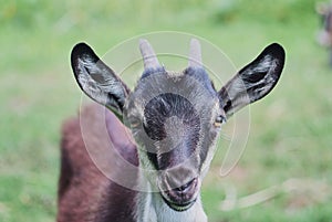 portrait of black adult goat grassing on summer meadow field at village countryside