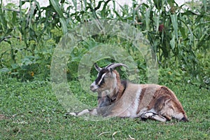 portrait of black adult goat grassing on summer meadow field at village countryside