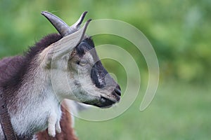 portrait of black adult goat grassing on summer meadow field at village countryside