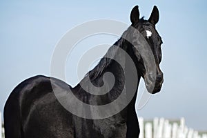 Portrait of black arabian horse in paddok on blue sky background, copy space.