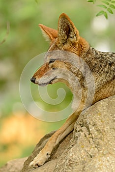 Portrait of black backed jackal Canis mesomelas laying on rock