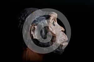 Portrait on a black background of a prehistoric hominid reproduced in miniature photo