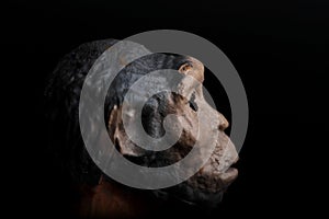 Portrait on a black background of a prehistoric hominid reproduced in miniature photo