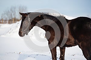 Portrait of black beautiful colt 6 month old posing  at snowy field. close up. cloudy winter day