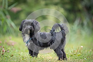 Portrait of a black Bolonka zwetna dog