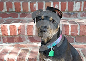 Portrait of a black and brindle American Staffordshire Terrier Puppy on brick steps