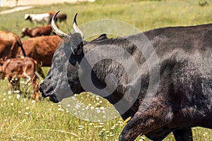 Portrait of a black bull cow with horns on a green meadow with white flowers. There are several brown cows in the