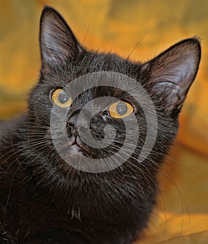 Portrait of a black cat