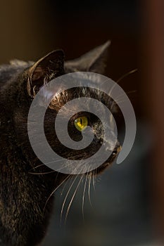 Portrait black cat 3