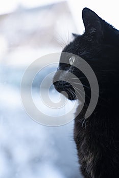 Portrait of a black cat behind window with copy space