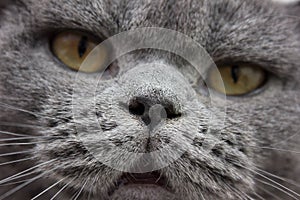 Portrait of black cat on black background