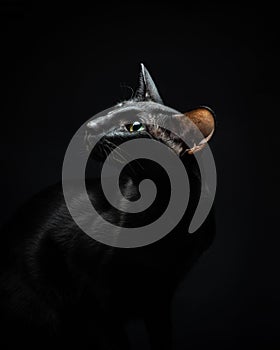 Portrait of a black cat with green eyes on a black background. Oriental cat in the studio. Graceful pet looking up