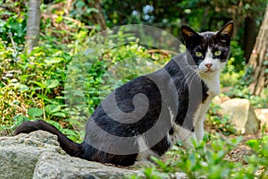 Portrait of Black cat that has white triangle on his face on the evergreen wild background