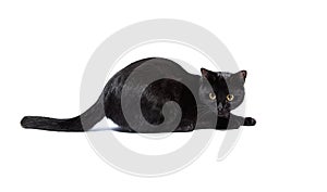 Portrait of a black cat isolated on a white background. Kitten with yellow eyes. Playing domestic pet