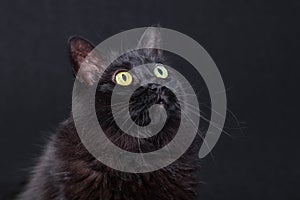 Portrait of a black cat looking up on a dark background, acting curious and focused.