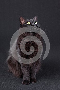 Portrait of a black cat looking up on a dark background, acting curious and focused.