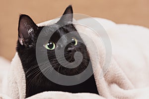 Portrait of a black cat peeking out from under a blanket during a cold snap