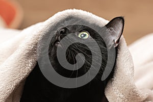 Portrait of a black cat peeking out from under a blanket during a cold snap