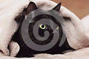 Portrait of a black cat peeking out from under a blanket during a cold snap