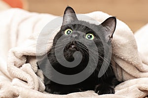 Portrait of a black cat peeking out from under a blanket during a cold snap