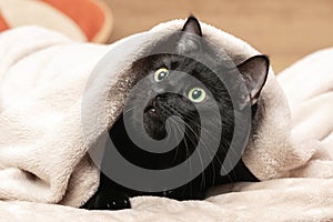 Portrait of a black cat peeking out from under a blanket during a cold snap