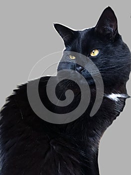 Portrait of a black cat sitting against grey background