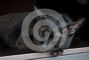 Portrait black cat sleeping on table with black background