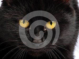 Portrait black cat with yellow eyes isolated