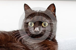 Portrait black cat with yellow eyes on white background