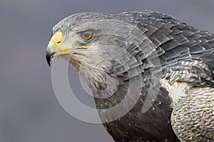 Portrait of a black chested buzzard eagle