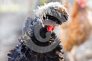 Portrait black chicken