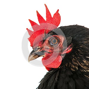 Portrait black chicken