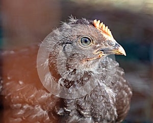 Portrait of a black chicken.