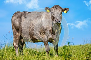 Portrait of a black cow on a meadow