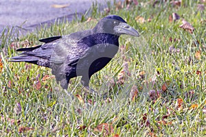 Portrait of a black crow in an autumn meadow. Corvus Corvidae