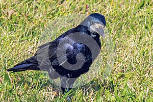 Portrait of a black crow in an autumn meadow. Corvus Corvidae