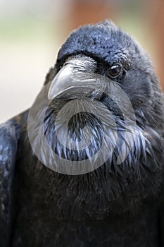 Portrait of black crow standing - common raven