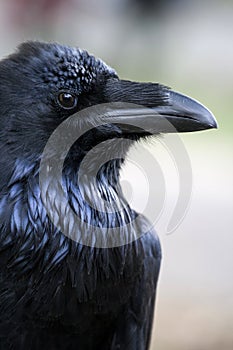 Retrato negro cuervo de pie común cuervo 