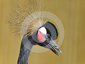 Portrait of Black Crowned Crane