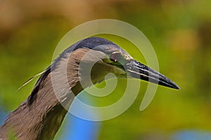 Portrait of a Black-crowned Night Heron