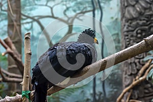 Portrait of a black curassow