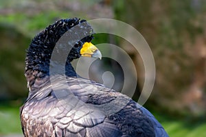 Portrait of the black curassow Crax alector